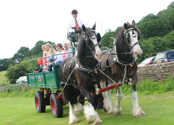 Shire Horses